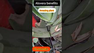 Alovera plant 🪴 Benefits Alovera plant 🪴 alovera jail gardening Ytshorts Shorts [upl. by Ennelram699]