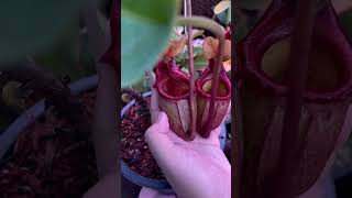 Nepenthes rajah 👑 nepenthes carnivorousplant tropicalplants exoticplants [upl. by Daniels]