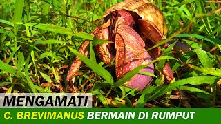 Kelomang Coenobita Brevimanus Bermain di Rerumputan  Relaxing Video  Crabpedia [upl. by Sunday]