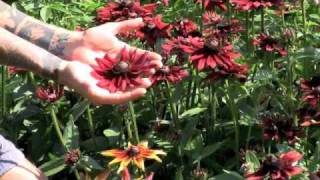 Cherry Brandy Rudbeckia  Veseys [upl. by Naesar]