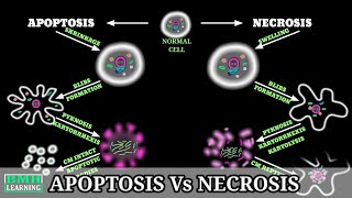 Necrosis  Apoptosis Vs Necrosis  Difference Between Apoptosis And Necrosis [upl. by Etnovad]