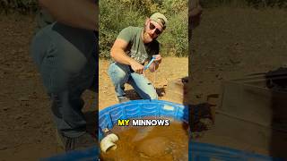 So I started a MINNOW Farm 🐟 Part 2 shorts fishing [upl. by Dody]