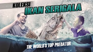 EPISODE KOLEKTOR KOLEKSI WOLF FISH SI IKAN SERIGALA PEMANGSA PIRANHA PALING BAHAYA DI AMAZON [upl. by Cleave]