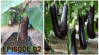 Grafting Eggplant With Pea Eggplant Root stock Experiment Episode 02 [upl. by Atinhoj]