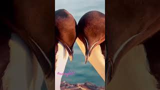 Razorbill pair in Bolungarvik Iceland Daily Home Screen wallpaper naing100 wallpaper [upl. by Sampson]