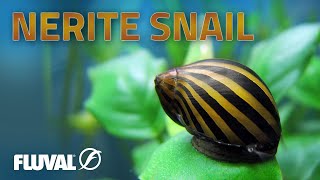 Species Spotlight  Nerite Snail [upl. by Suzi]