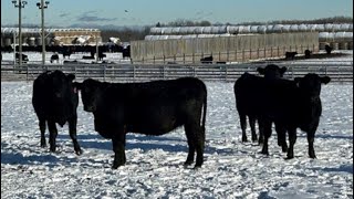 6U Cattle Company  AprilMay BlackBBF Bred Heifers Manning AB [upl. by Eciuqram132]