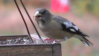 Evening Grosbeak [upl. by Ellives]