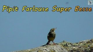 PIPIT FARLOUSE liste rouge dans le Puy de Dôme [upl. by Suiramed]