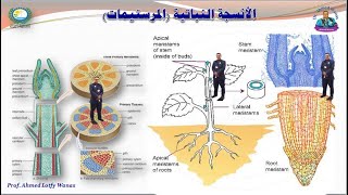 تحديثالأنسجةالنباتية المرستيمات meristems المحاضرة الثامنة  الجزء الأول 20232024 [upl. by Yesnek]