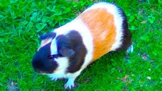 Guinea Pig Noises Loud Squeaking Sounds [upl. by Licko]