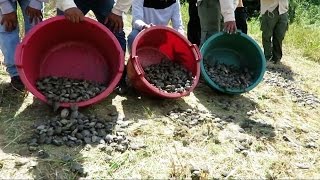 17000 baby turtles were released in Peru [upl. by Eetse]