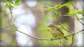 Palm Warbler Setophaga palmarum  quotWesternquot subspecies [upl. by Airakaz]