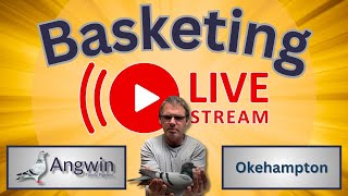 Racing Pigeons  Pigeon Racing  YouTube Live Stream Angwin Family Pigeons is live [upl. by Mcdonald305]