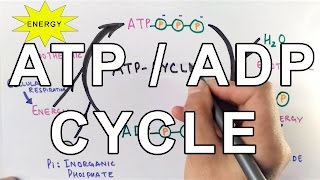 Mechanism of ATPADP Cycle [upl. by Dhar106]