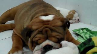 The cutest English bulldog puppy video you will ever see [upl. by Merras]