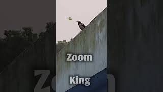 Zoom King 3 [upl. by Kehsihba]