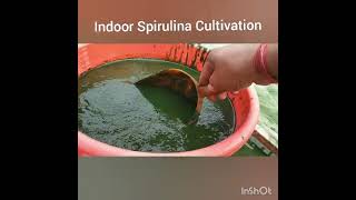 Spirulina Farming  Spirulina Cultivation  Spirulina Production  Spirulina ManufacturingSpirulina [upl. by Wisnicki539]