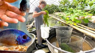 Setting up a 300gallon cichlid breeding vat ••• Copadichromis borleyi ••• from Lake Malawi [upl. by Bary]