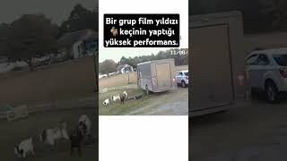 Keçilerden film yıldızlarına taş çıkarır performans [upl. by Miltie]