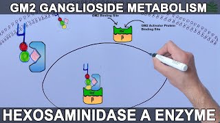 Lysosomal Metabolism of GM2 Ganglioside  Tay Sachs Diesease [upl. by Manly146]