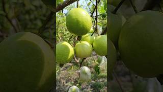 shorts guava 😍 farmer [upl. by Phelps884]