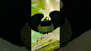 Bird Dance trending beautiful nature birds wildlife [upl. by Ettenajna]