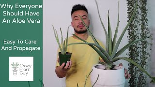 How To Care and Propagate Your Aloe Vera  Houseplant Care Guide [upl. by William78]