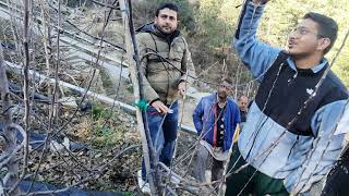 Apple rootstock of shSushilSubhash Rathore 5000 imported m9 rootstock pruning demonstration [upl. by Sunderland]