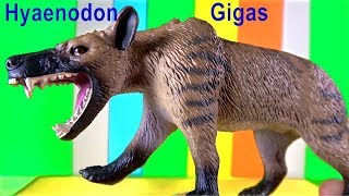 Learn about Hyaenodon Gigas Prehistoric Mammals Wild animals Toy Review Childrens Educational Toys [upl. by Noired]