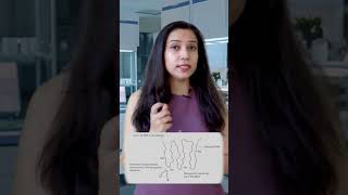 Restriction Enzymes [upl. by Nylakcaj]