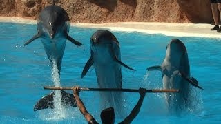 Delphin Show im Loro Park  Teneriffa [upl. by Sanford480]