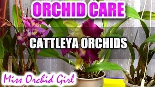 Orchid Care  How to care for Cattleya Orchids  watering fertilizing reblooming [upl. by Noraf]