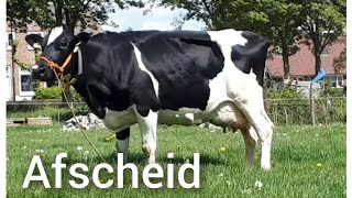 Afscheid van BIJZONDERE KOE Heiltje 148  Boer Gerrit vlogt [upl. by Weisberg221]