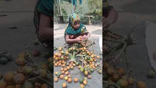 Collecting ripe betel nuts in village betel nut orchards [upl. by Assirt]