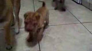 Chinese Shar Pei puppy [upl. by Zandra]