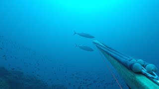 Χειμερινό ρηχό ψαροτούφεκο  Winter spearfishing in the shallows [upl. by Teloiv]