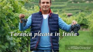 Daniel Buzdugan  Farsă  Țărancă plecată în Italia [upl. by Revilo641]