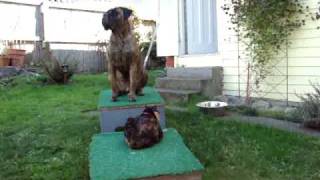 Bullmastiff vs Cat [upl. by Rosio358]