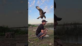 CARANCHO amistoso en Río Baradero caracara [upl. by Beitch]