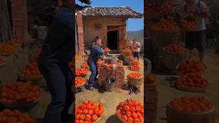 China Fresh Fruits  china fresh fruit trendingnow viralvids youtubeshortsvideo [upl. by Annahsit]