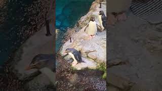 Macaroni penguin [upl. by Eremehc]