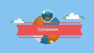 Function Cytoplasm [upl. by Darcy]