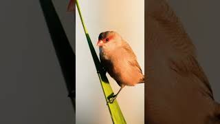 Common Waxbill  Хвалісты астрыльд birds birdwatching [upl. by Marolda]