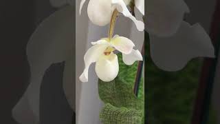 Paphiopedilum De Perle орхидеи [upl. by Chura902]