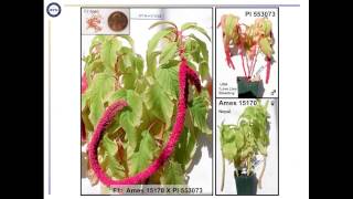 Genomic Resources for Chenopodium quinoa [upl. by Hennahane]