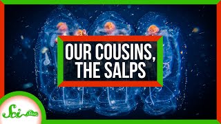 An Ode to Salps Our Gelatinous Marine Cousins [upl. by Schaaff]