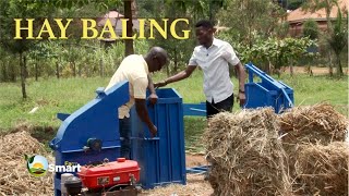 Hay Making or Baling Process  Suitable crops for making hay Cattle Farming ep3 [upl. by Palgrave]