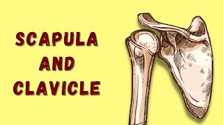 Scapula And Clavicle  Shoulder Girdle  Osteology of Upper Limb  Anatomy  Doctor Speaks [upl. by Melvin]