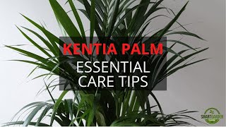 Kentia Palm Care Made Easy Essential Tips For A Healthy Plant [upl. by Dasie]